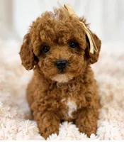 Millie-tiny 1.6 lbs , a female Poodle - Toy  for sale in Louisville, KY – 7 of 9