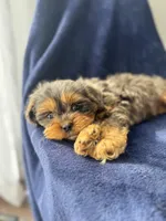 Buddy , a male Cavapoo for sale in Louisville, KY – Photo 6 of 10