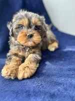 Buddy , a male Cavapoo for sale in Louisville, KY – Photo 2 of 10