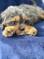 Buddy , a male Cavapoo for sale in Louisville, KY – Photo 3 of 10