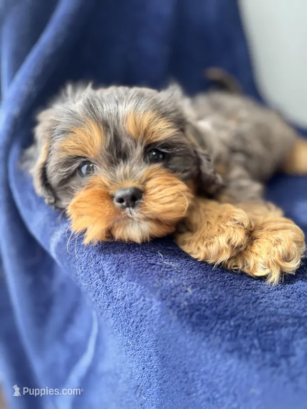 Buddy  – Cavapoo puppy for sale in Louisville, KY