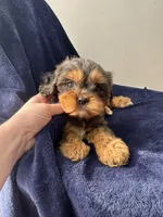 Buddy , a male Cavapoo for sale in Louisville, KY – Photo 7 of 10