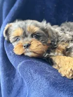 Buddy , a male Cavapoo for sale in Louisville, KY – Photo 4 of 10