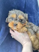 Buddy , a male Cavapoo for sale in Louisville, KY – Photo 10 of 10