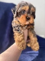 Buddy , a male Cavapoo for sale in Louisville, KY – Photo 5 of 10