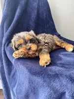 Buddy , a male Cavapoo for sale in Louisville, KY – Photo 8 of 10