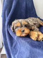 Buddy , a male Cavapoo for sale in Louisville, KY – Photo 9 of 10