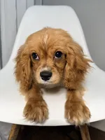 Van, a male Cavapoo for sale in Louisville, KY – 7 of 7