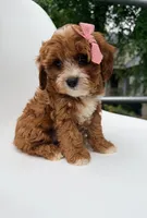 Marley, a female Cavapoo for sale in Louisville, KY – 3 of 8
