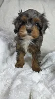 Peanut 🥜 , a female Cavapoo for sale in Louisville, KY – 2 of 10