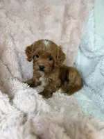 Sun, a female Cavapoo for sale in Louisville, KY – 8 of 8