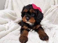 Hershey 🍫🎀, a female Cavapoo for sale in Louisville, KY – 1 of 10