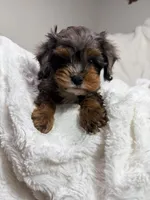 Peanut 🥜 , a female Cavapoo for sale in Louisville, KY – 9 of 10