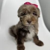 Channel, a female Miniature Bernedoodle for sale in Louisville, KY – Photo 2 of 10