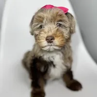 Channel, a female Miniature Bernedoodle for sale in Louisville, KY – Photo 7 of 10