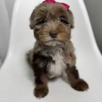 Channel, a female Miniature Bernedoodle for sale in Louisville, KY – Photo 4 of 10
