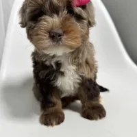 Channel, a female Miniature Bernedoodle for sale in Louisville, KY – Photo 10 of 10