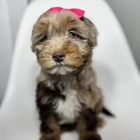 Channel, a female Miniature Bernedoodle for sale in Louisville, KY – Photo 8 of 10