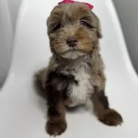 Channel, a female Miniature Bernedoodle for sale in Louisville, KY – Photo 3 of 10
