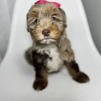 Channel, a female Miniature Bernedoodle for sale in Louisville, KY – Photo 6 of 10