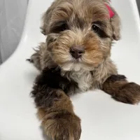 Channel, a female Miniature Bernedoodle for sale in Louisville, KY – Photo 1 of 10