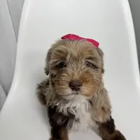 Channel, a female Miniature Bernedoodle for sale in Louisville, KY – Photo 9 of 10