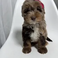 Channel, a female Miniature Bernedoodle for sale in Louisville, KY – Photo 5 of 10