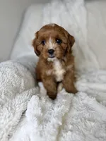 Atlas, a male Cavapoo for sale in Louisville, KY – 5 of 9