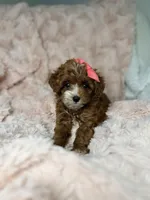 Marley, a female Cavapoo for sale in Louisville, KY – 5 of 10
