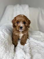 Atlas, a male Cavapoo for sale in Louisville, KY – 4 of 9