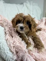 Caramel 🎀, a female Cavapoo for sale in Louisville, KY – 7 of 10