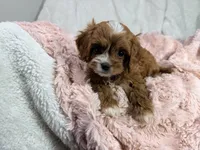 Caramel 🎀, a female Cavapoo for sale in Louisville, KY – 5 of 10