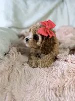 Vannah, a female Cavapoo for sale in Louisville, KY – 4 of 10