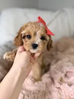 Vannah, a female Cavapoo for sale in Louisville, KY – 8 of 10