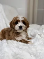 Milo , a male Cavapoo for sale in Louisville, KY – 4 of 10