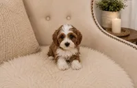Clifford , a male Cavapoo for sale in Louisville, KY – 8 of 8