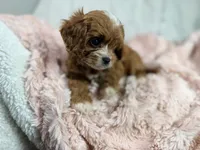 Caramel 🎀, a female Cavapoo for sale in Louisville, KY – 8 of 10