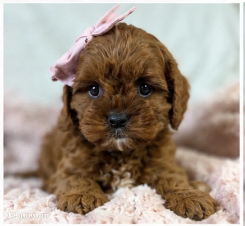 Winnie  – Cavapoo puppy for sale in Louisville, KY