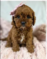 Winnie , a female Cavapoo for sale in Louisville, KY – 3 of 9