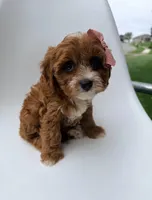 Marley, a female Cavapoo for sale in Louisville, KY – 5 of 8