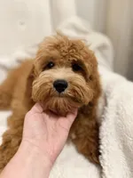 Shane , a male Cavapoo for sale in Louisville, KY – 4 of 10