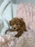 Grace, a female Poodle - Toy  for sale in Louisville, KY – 7 of 10