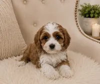 Clifford , a male Cavapoo for sale in Louisville, KY – 5 of 8
