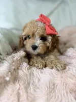 Vannah, a female Cavapoo for sale in Louisville, KY – 7 of 10