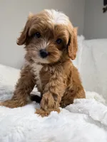 Pluto, a male Cavapoo for sale in Louisville, KY – 2 of 9