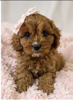 Daisy, a female Cavapoo for sale in Louisville, KY – 10 of 10