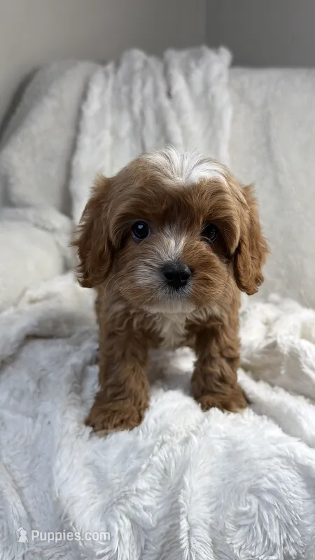 Pluto – Cavapoo puppy for sale in Louisville, KY