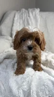 Pluto, a male Cavapoo for sale in Louisville, KY – 1 of 9
