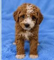 Milo, a male Poodle - Toy  for sale in Louisville, KY – 3 of 8