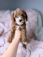 Marley, a female Cavapoo for sale in Louisville, KY – 8 of 10